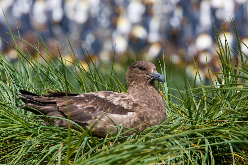 Brown Skua On Nest